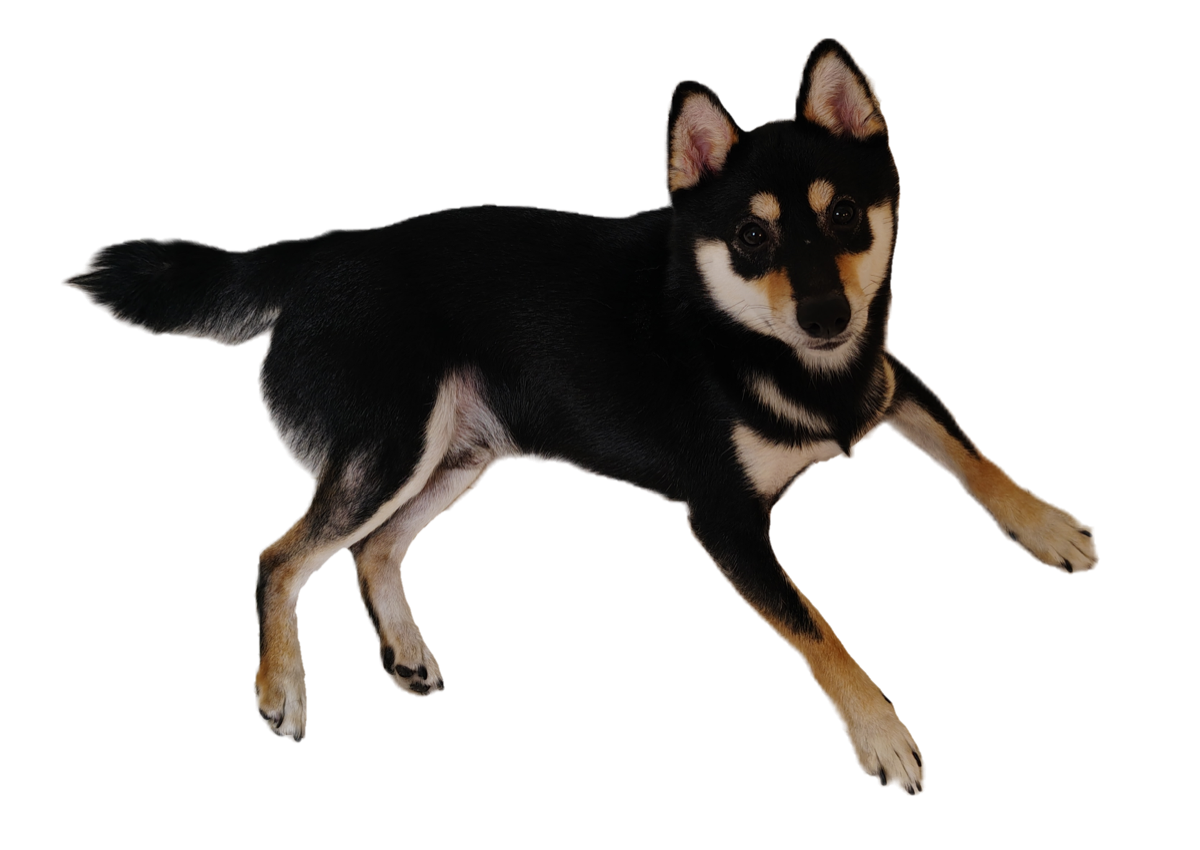 逆さまにぶら下がる黒柴犬(出演しません)